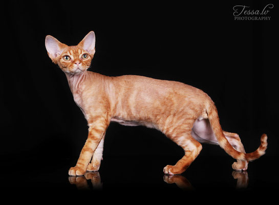  red devon rex LV*Mitava Christopher Robin