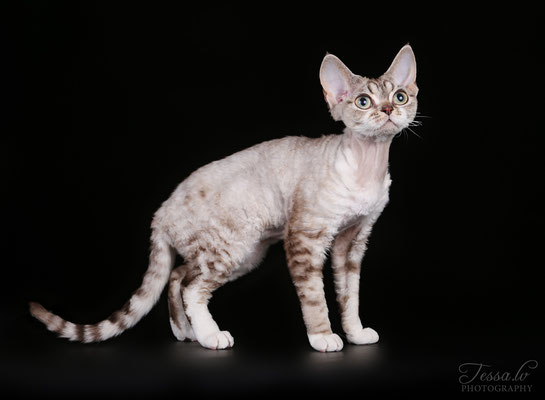 Mitava Zabava 7mon devon rex