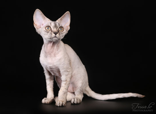 LV*Mitava Stefania devon rex