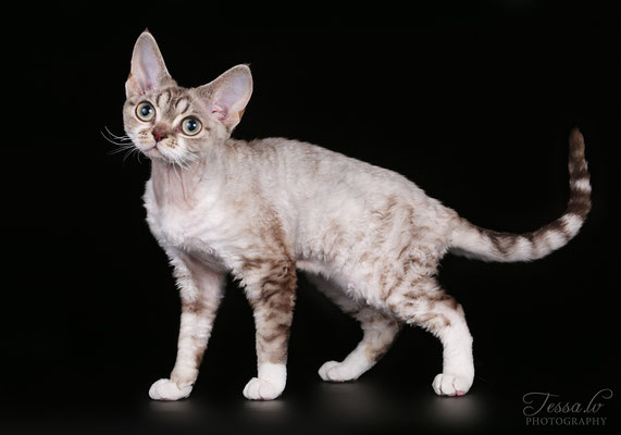 Mitava Zabava 7mon devon rex