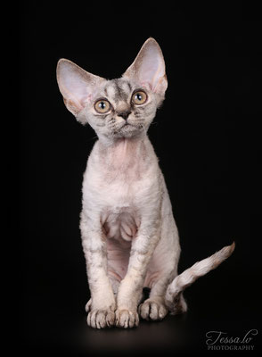 LV*Mitava Stefania devon rex 4 mon