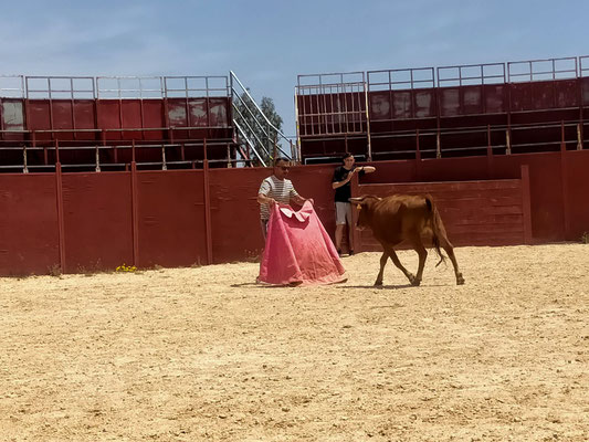 Organizar una suelta de vaquillas en Sevilla