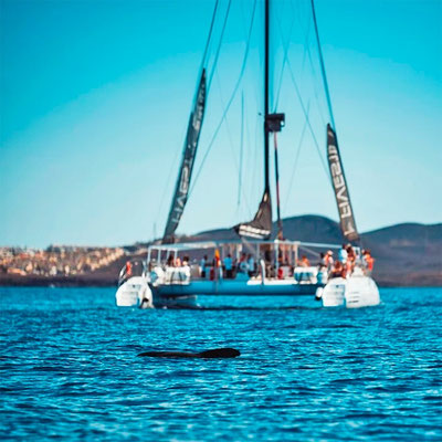 Paseo y fiesta en barco para despedidas de solteras Tenerife