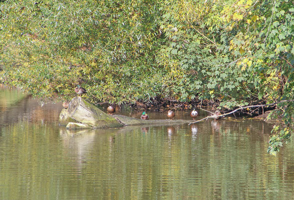 Schwarzenteich