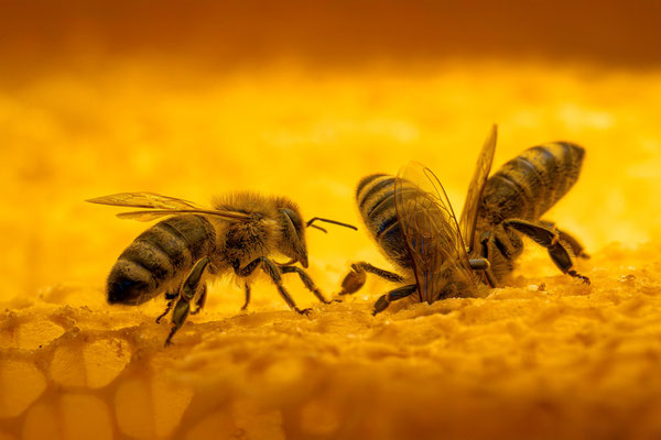 Honigbienen im Bienenstock