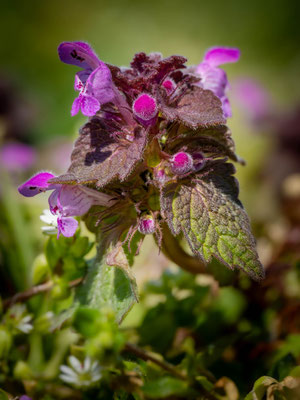 Purpurrote Taubnessel; Foto: Johann Baumer