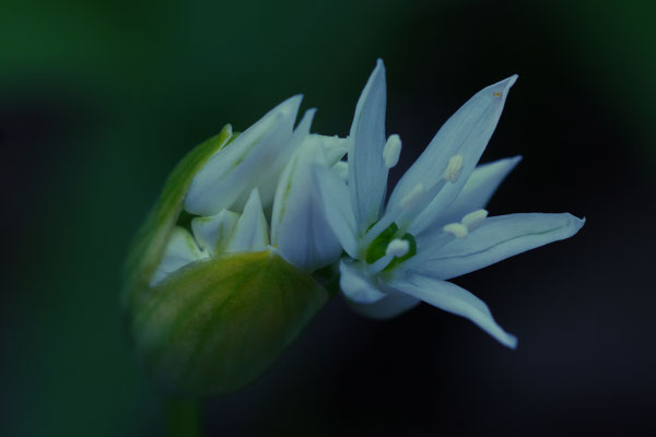 Bärlauchblüte; Foto: Rudolf Bauer