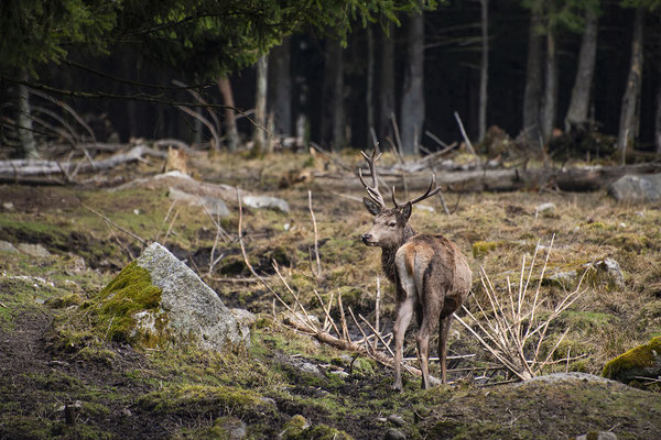 Hirsch in seinem Revier; Foto: Sebastian Flaschel