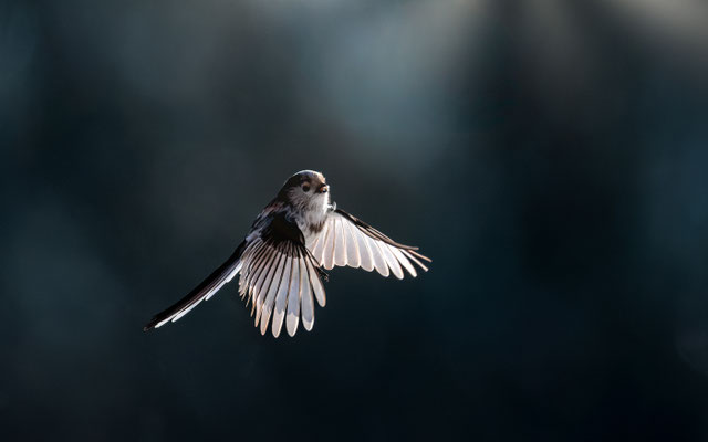 Schwanzmeise; Foto: Heiko Prechtl 