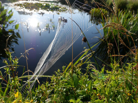 Spinnennetz; Foto: Christine Meiler