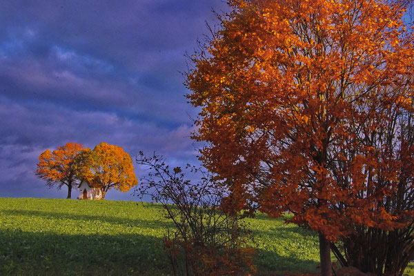Herbstgold; Foto: Dieter Neumann