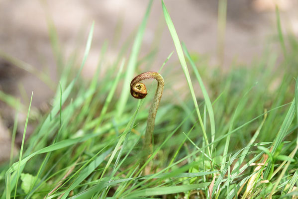 neugierieger Triebling; Foto: Rainer Hanicke