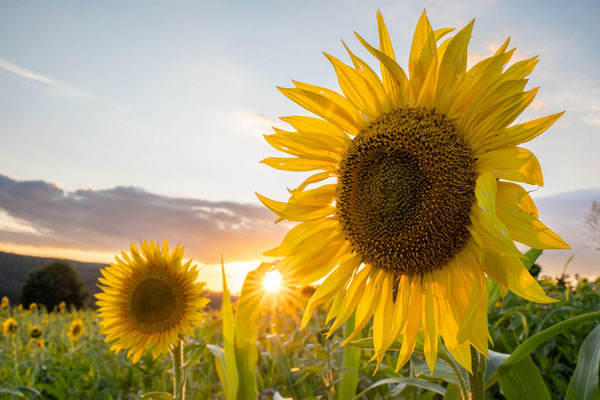 Spätsommer; Foto: Johann Baumer
