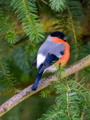 Gimpelmännchen; Foto: Johann Baumer