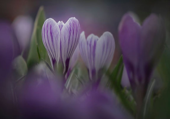 Frühling; Foto: Karl Dietz