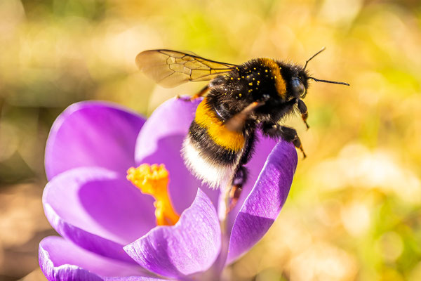 Eine staubige Hummel; Foto: Zaneta Weidner