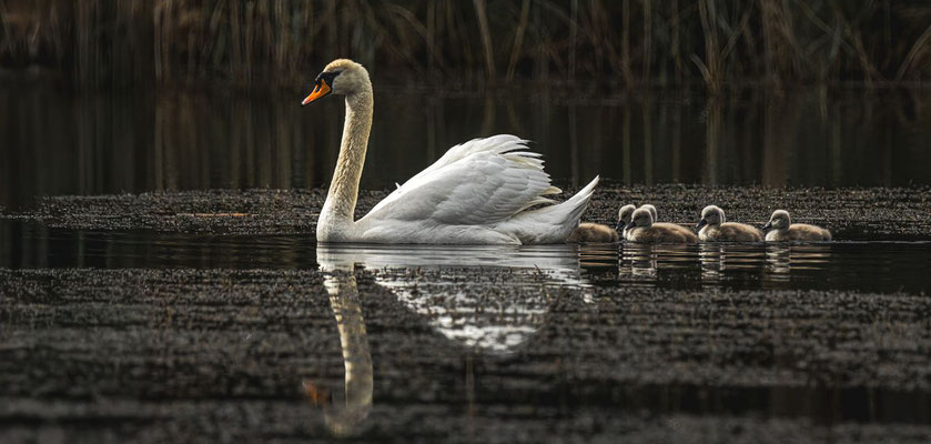 Kükenkurs am See; Foto: Heiko Prechtl