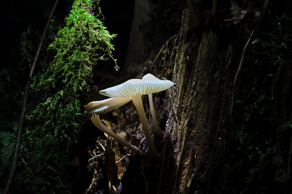 Licht im Dunkel; Foto: Bernhard Forster