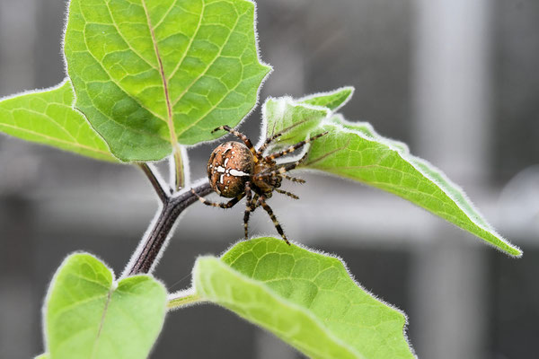 Kreuzspinne; Foto: Margareta Czichon