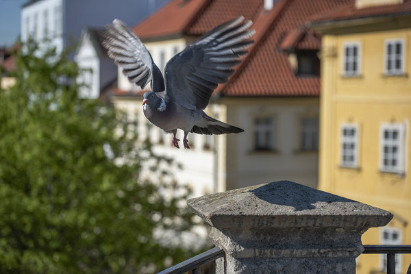Guten Flug; Foto: Sebastian Flaschel