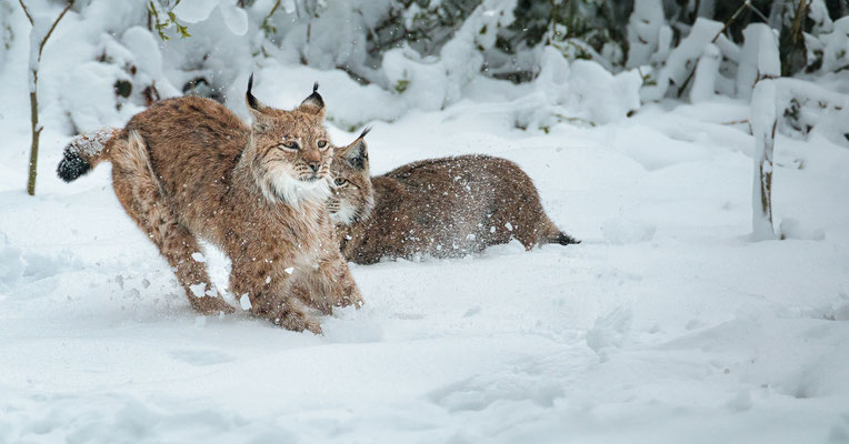 Wintermärchen; Foto: Heiko Prechtl