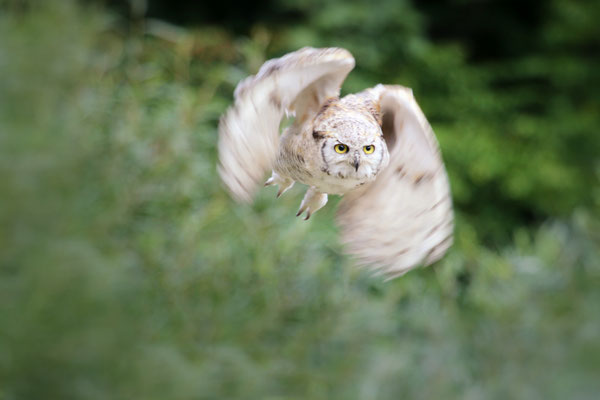 stiller Jäger; Foto: Uwe Kragl