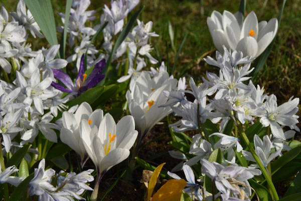 Frühling; Foto: Bernhard Czichon