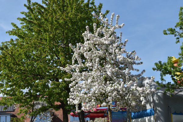 Maiblüte Amberg; Foto: Bernhard Czichon