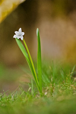 Frühlingserwachen; Foto: Bernhard Forster
