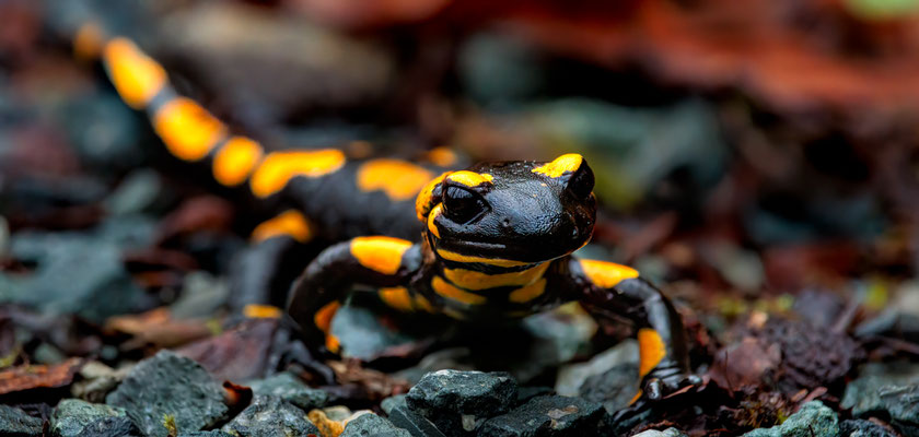 Feuersalamander; Foto: Heiko Prechtl