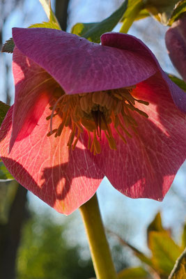 Christrose; Foto: Christine Meiler