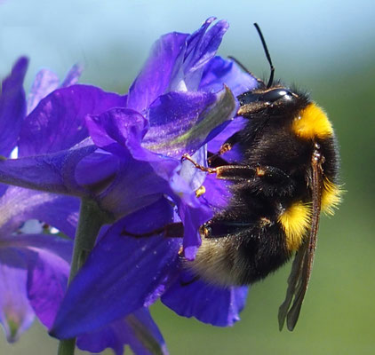 Hummel im Rittersporn; Foto: Annelies Neumann