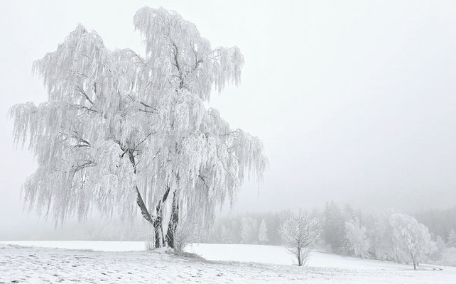Frostiges Fichtelgebirge; Foto: Uwe Kragl