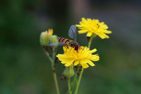 Necktarsammler; Foto: Rainer Hanicke
