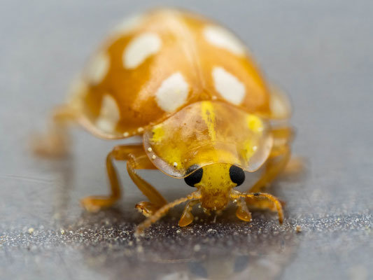 Sechszehnfleckiger Marienkäfer; Foto: Johann Baumer
