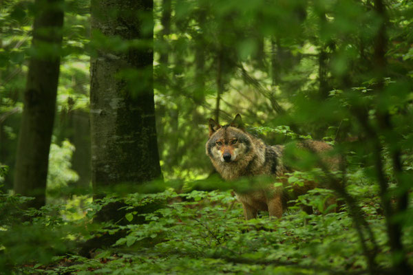 Wolfsland; Foto: Uwe Kragl