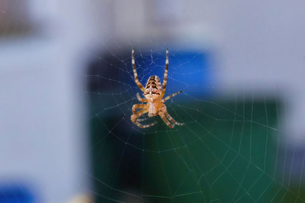 Kreuzspinne; Foto: Rainer Hanicke