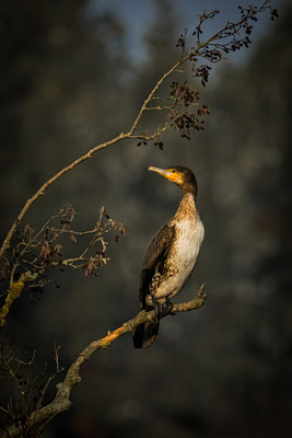 Komoran; Foto: Heiko Prechtl