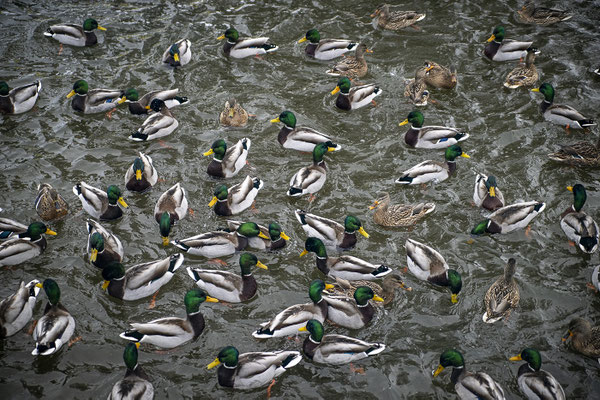 Antntreffn; Foto: Bernhard Lang