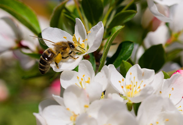 fleissige Biene; Foto: Bernahard Forster