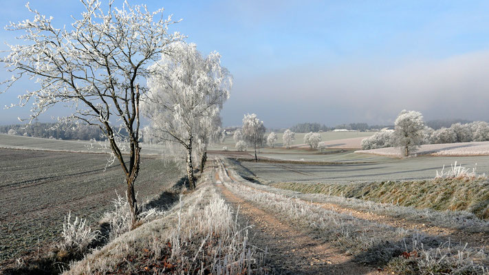 Rauhreif am Morgen; Foto: Christine Meiler