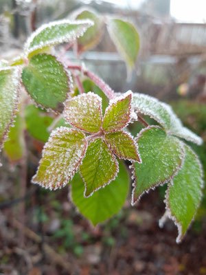 Winter is Coming; Foto: Astrid Müller