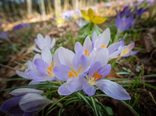 Frühlingsboten; Foto: Johann Baumer