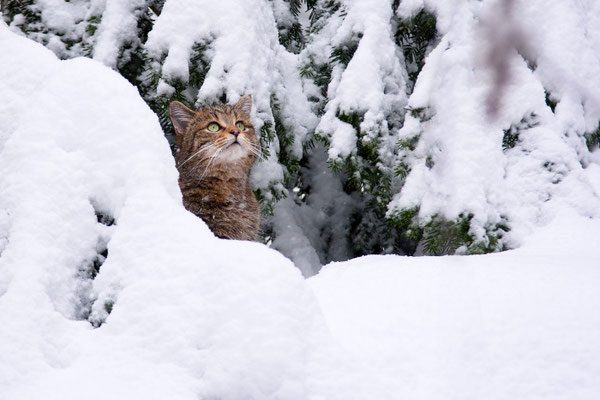 Wildkatze; Foto: Uwe Kragl