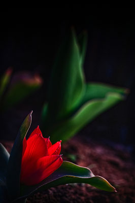 Tulpenzauber; Foto: Bernhard Forster