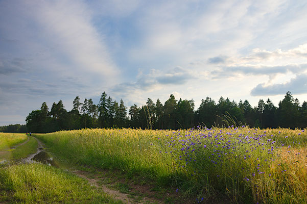 Sommer in blau und gold