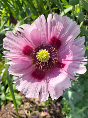 Klatschmohn; Foto: Astrid Müller