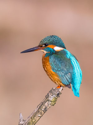 Eisvogel; Foto: Bernhard Lang