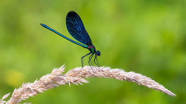 Prachtlibelle; Foto: Heiko Prechtl