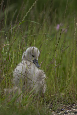 Schwanenbiberl; Foto: Sebastian Flaschel